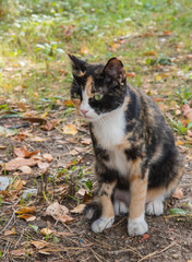 Naklejka na ściany i meble Multicolored stray cat sitting on the natural background 