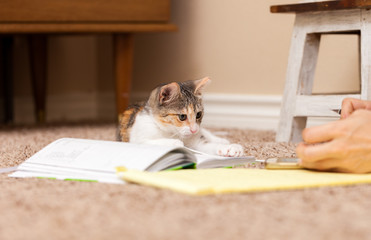 Candid shot of woman taking notes on the floor at home with calico kitten playing