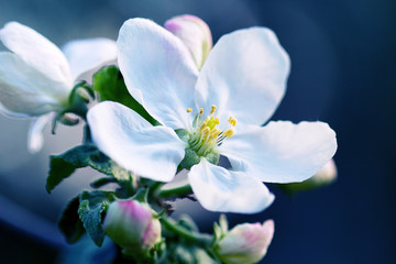 Close-up of apple flower