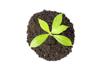 Top view of green plants planted on soil. On  white background