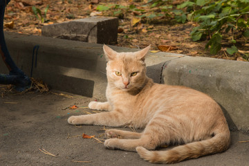 Fototapeta premium cat lying on the street