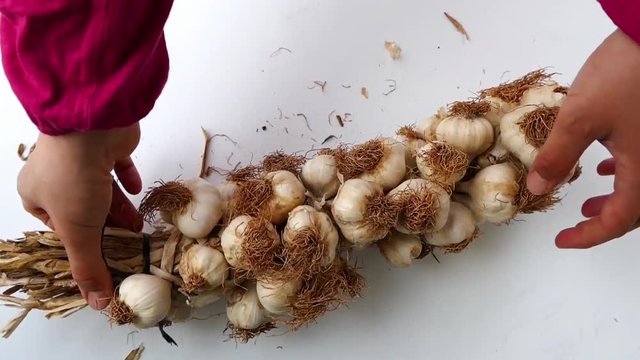 a large amount of garlic, garlic on a white background,
