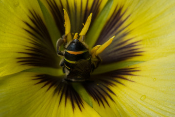 Bee collecting pollen on yellow flower