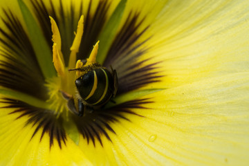 Bee collecting pollen on yellow flower