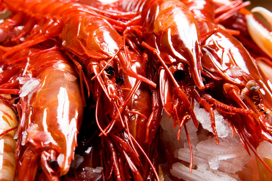 Many of red craw fishes