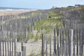 Sand fencing and sea oats Outer Banks beach