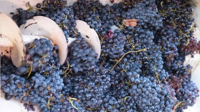 Grape harvest: grape sheller at the work with red grapes