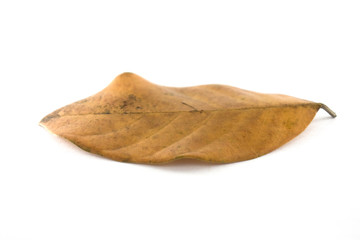 Isolated leaves on the white background. it is Beauty.