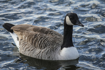Canada Goose (Branta canadensis)