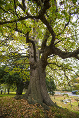 Anceint Oak tree, Crowhurst Churchyard, East Sussex, England