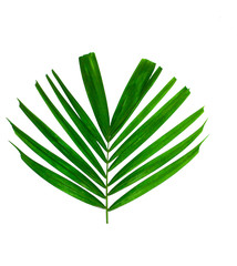 Isolated leaves on the white background. it is Beauty.