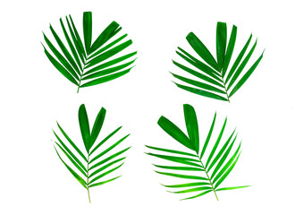Isolated leaves on the white background. it is Beauty.