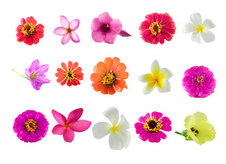 Fototapeta na wymiar set of flowers