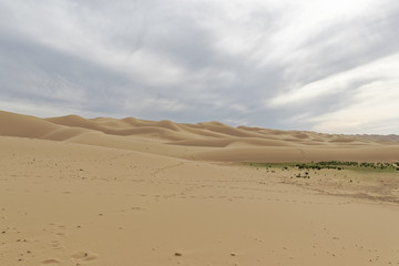 Fototapeta na wymiar Mongolia, Gobi desert – some greenery on the sand.