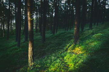 Dark and moody, magical, fairy tale pine forest. Mysterious pinewood at dusk. Pomerania, Poland. 