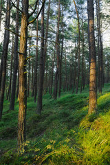 Evergreen coniferous pine forest. Pinewood with Scots or Scotch pine Pinus sylvestris trees growing in Pomerania, Poland.