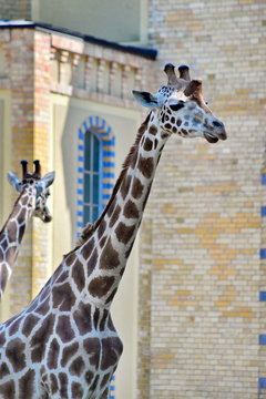 Giraffen, #8441