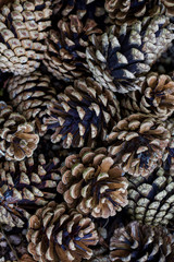 pine cones on a background