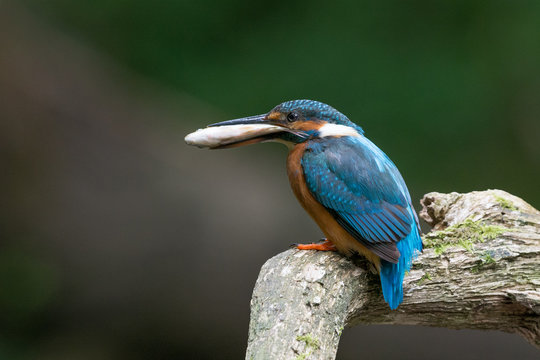 Eisvogel