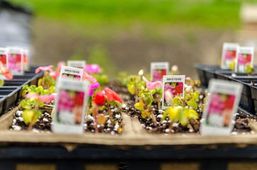 plant,plants, garden, green, flowers, seedling, flowers, growing, landscaping, nursery, small, nature, growth, gardening, vegetable, leaf, outdoor, environment, farm, annual, plastic, background, new,