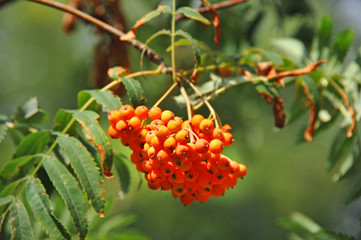 Rowan berries, Mountain ash (Sorbus)