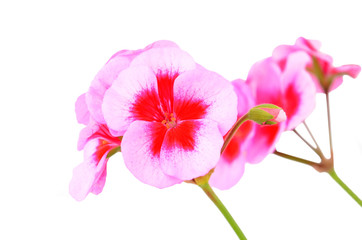 Fototapeta na wymiar Balmy Geranium flower