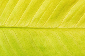 Green leaf background