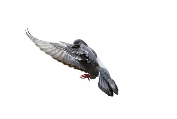 Pigeon flying isolated on white background