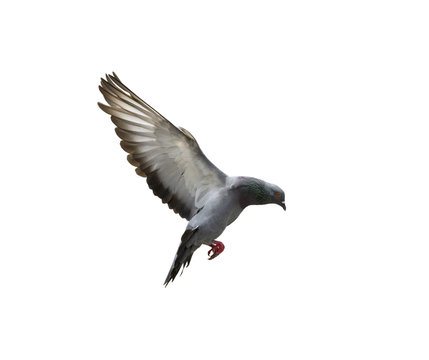 Pigeon flying isolated on white background