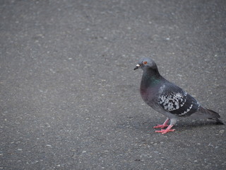 鳩