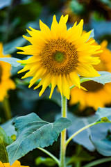 Obraz premium Colorful Sunflowers