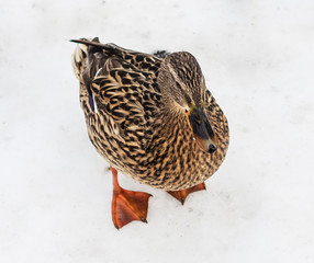 Wald mallart duck isolated on white background