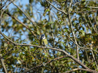 Blue tit (Cyanistes caeruleus)