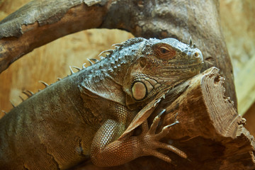 A beautiful young iguana sits on a log