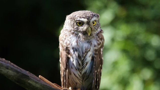 Little owl sitting on a branch in the forest on a sunny summer day
