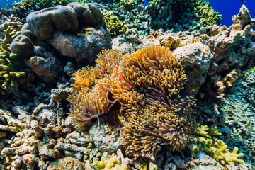Tropical underwater world with coral reef and fish. Fish clown in anemones.