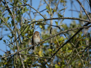 Female reed bunting (Emberiza schoeniclus)
