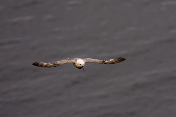 northern fulmar Fulmarus glacialis in Scotland, Great Britain