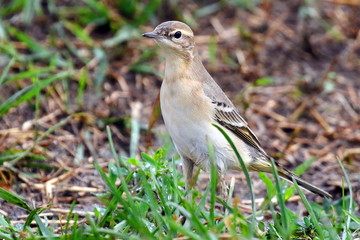 Portrait of a  wagtail  A delightful small, long-tailed and rather sprightly black and white bird.