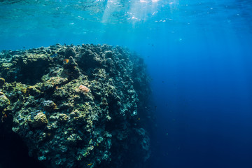 Tropical underwater world with coral reef. Beautiful place for diving