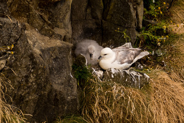 Fototapeta premium northern fulmar Fulmarus glacialis in Scotland, Great Britain