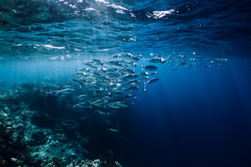 Fototapeta na wymiar Wildlife world in underwater with school fish in ocean at coral reef