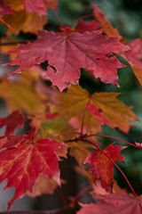 red maple leaves in autumn