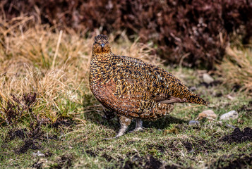 Red Grouse