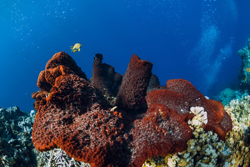 Tropical underwater world with reef and fish. Red coral at reef. Beautiful place for diving