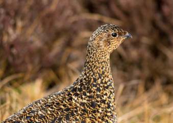 Red Grouse