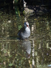 Water rail (Rallus aquaticus)
