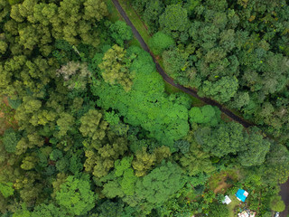 Obraz premium Aerial view of green forest