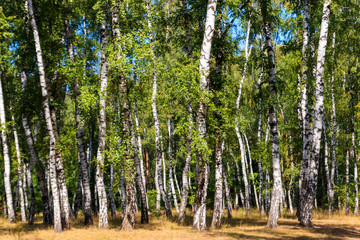 Beautiful birch trees in birch forest at summer