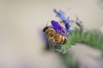 biene auf lila blüte